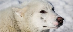 Iceland_NBP-husky-6084